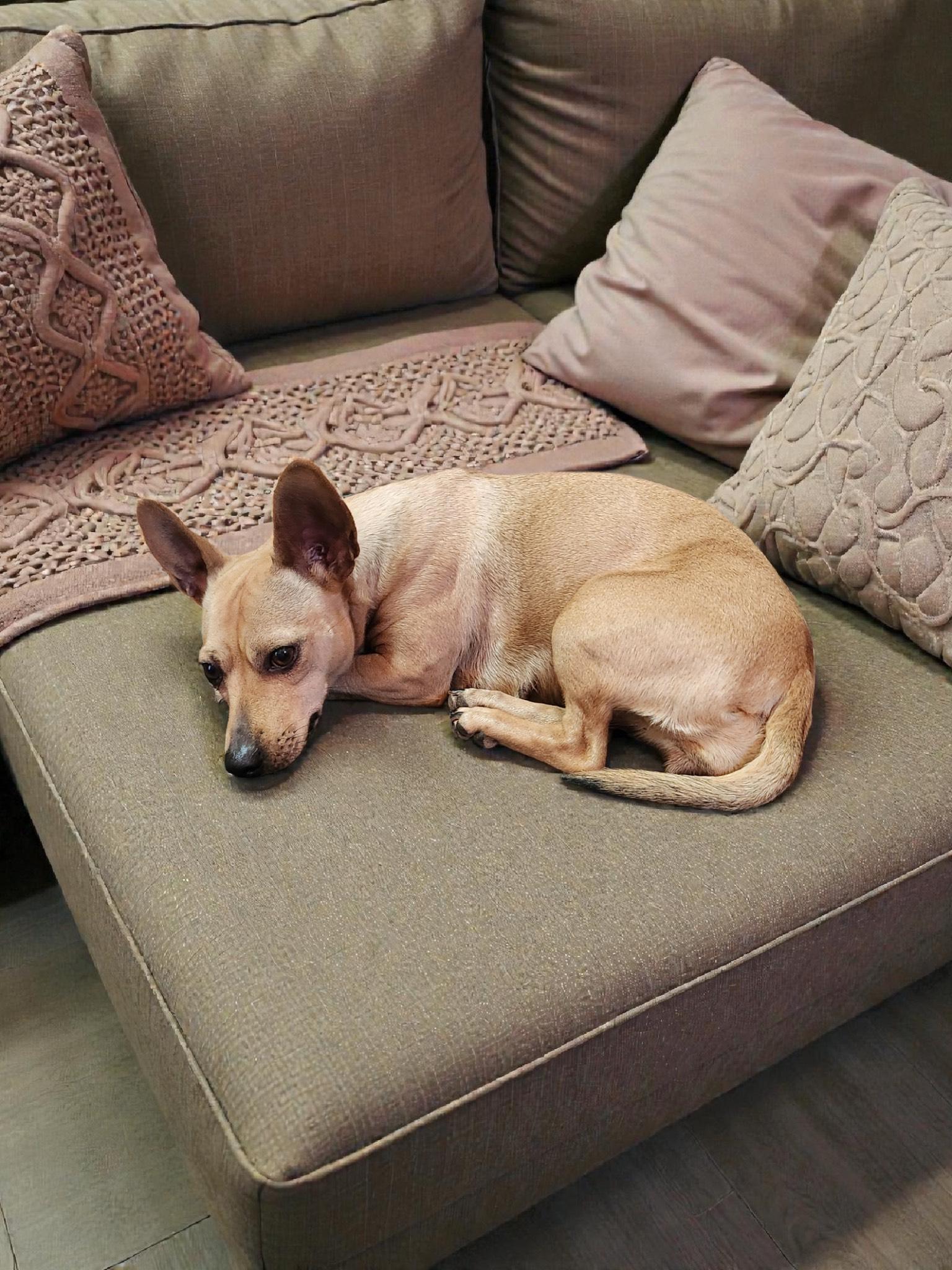 Enlarge ANNA, an adopted mixed breed in Newborn, GA image 3/6