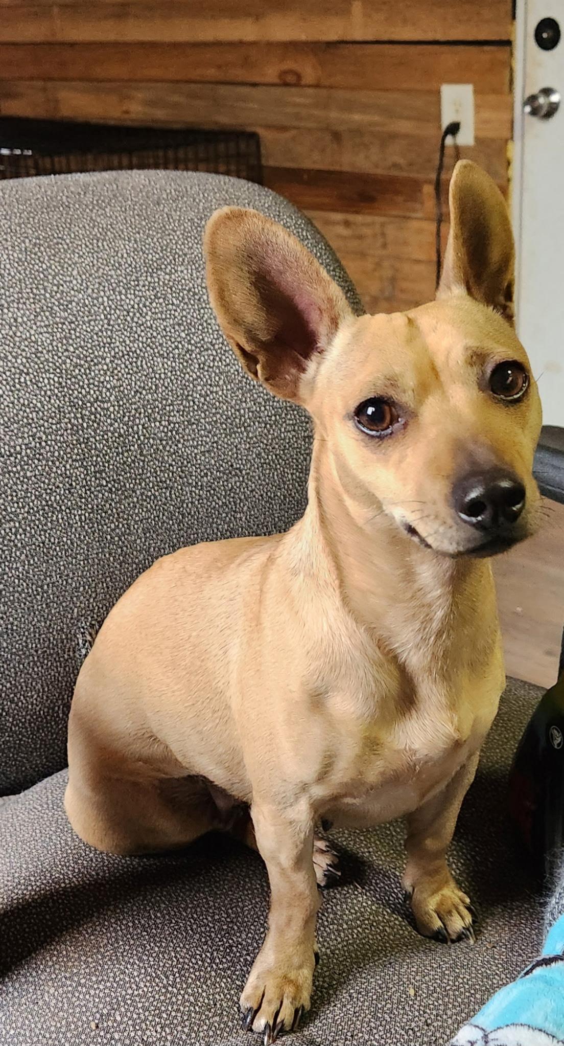 ANNA, adopted, Adult Female Chiweenie.