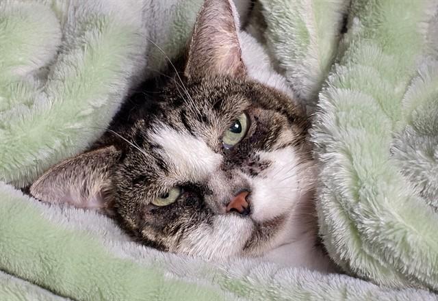 Enlarge CUTIE, a Adoptable Domestic Short Hair in Fort Lauderdale, FL image 1/1