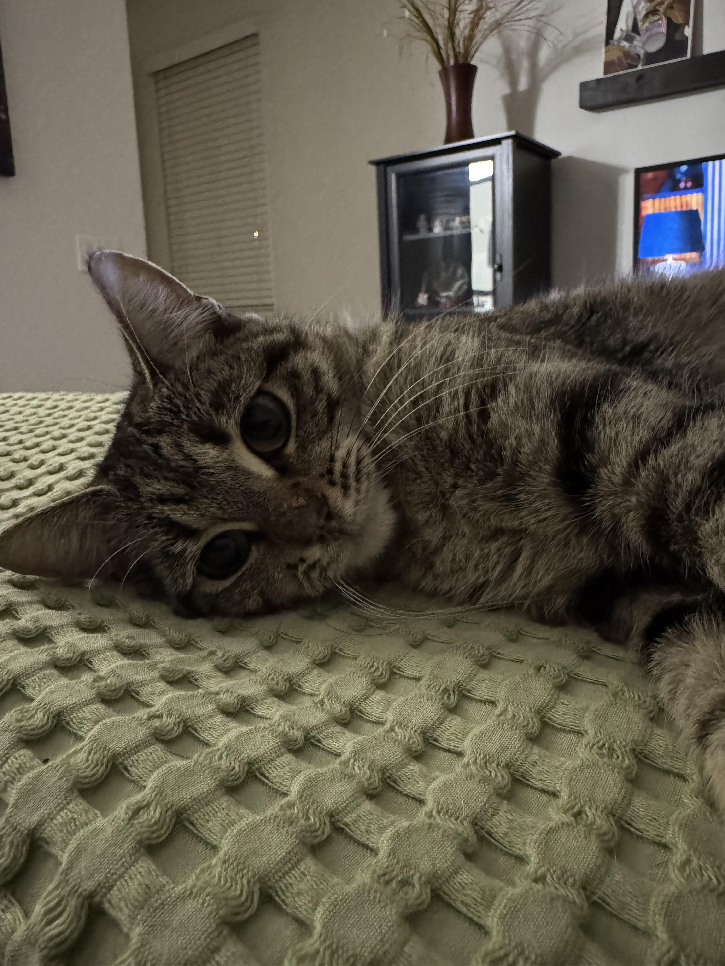 Fawn, ADOPTABLE, Young Female Domestic Short Hair.