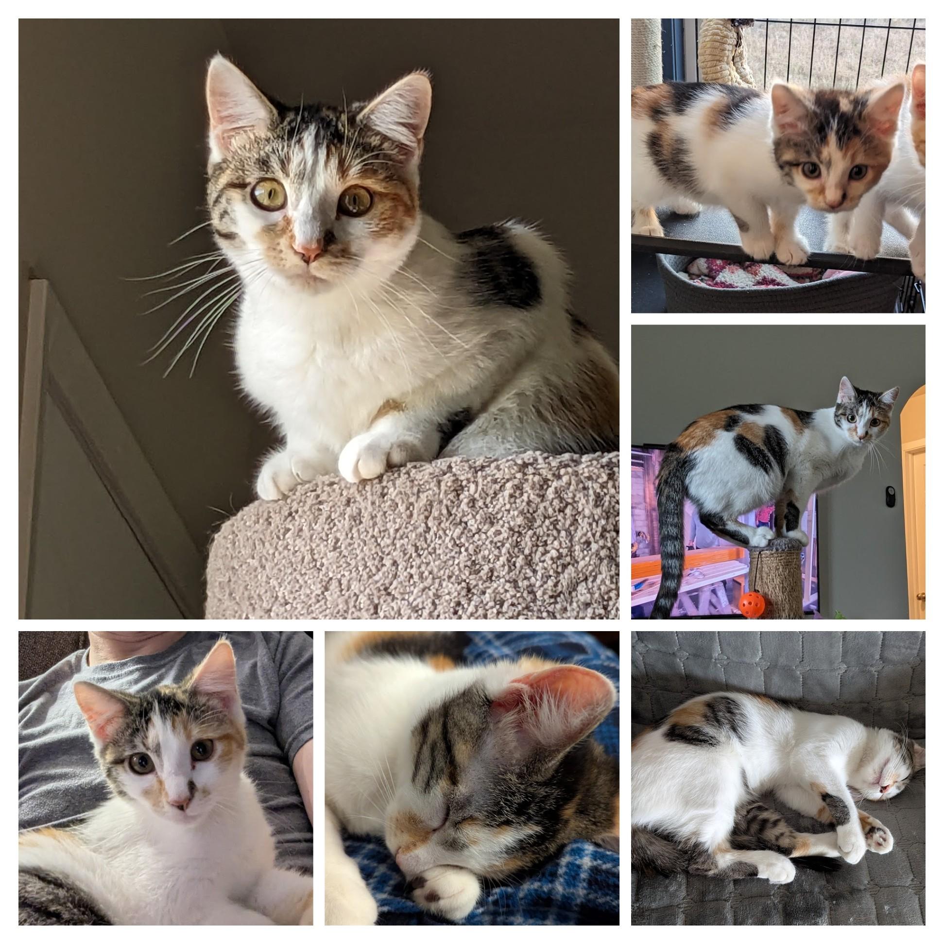 Mokey, Adoptable, Young Female Domestic Short Hair.