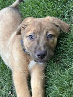 Seymour, an adopted mixed breed in Waxhaw, NC image 1/3