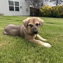 Seymour, an adopted mixed breed in Waxhaw, NC image 2/3