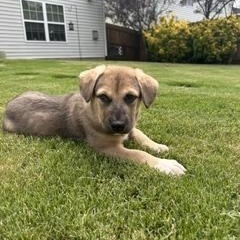 Seymour, an adopted mixed breed in Waxhaw, NC image 3/3