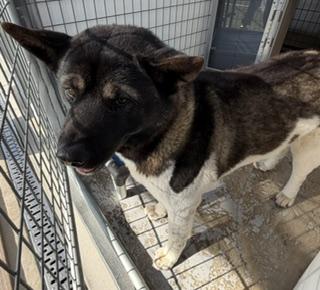 SORA, Adoptable, Young Female Akita.