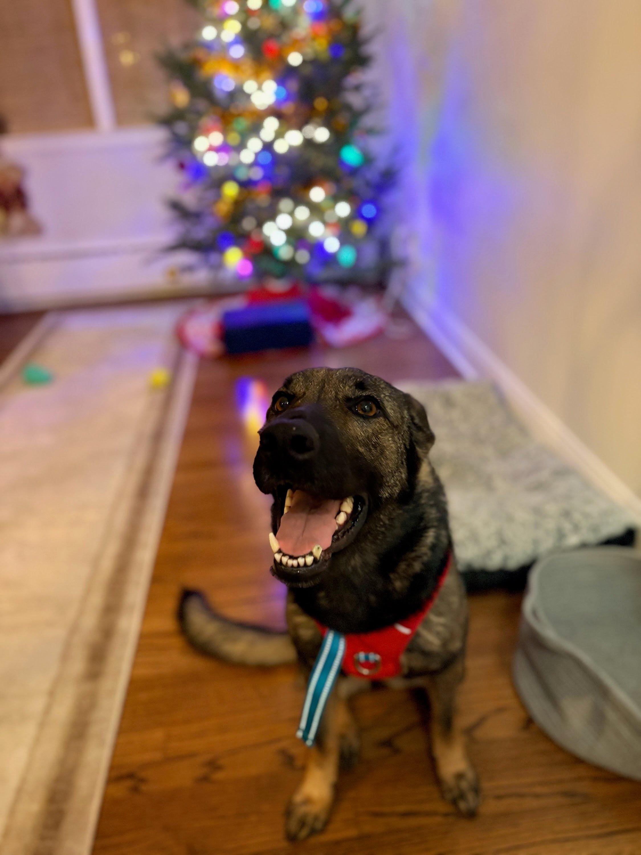 Miranda, an adopted mixed breed in Oswego, IL image 3/4