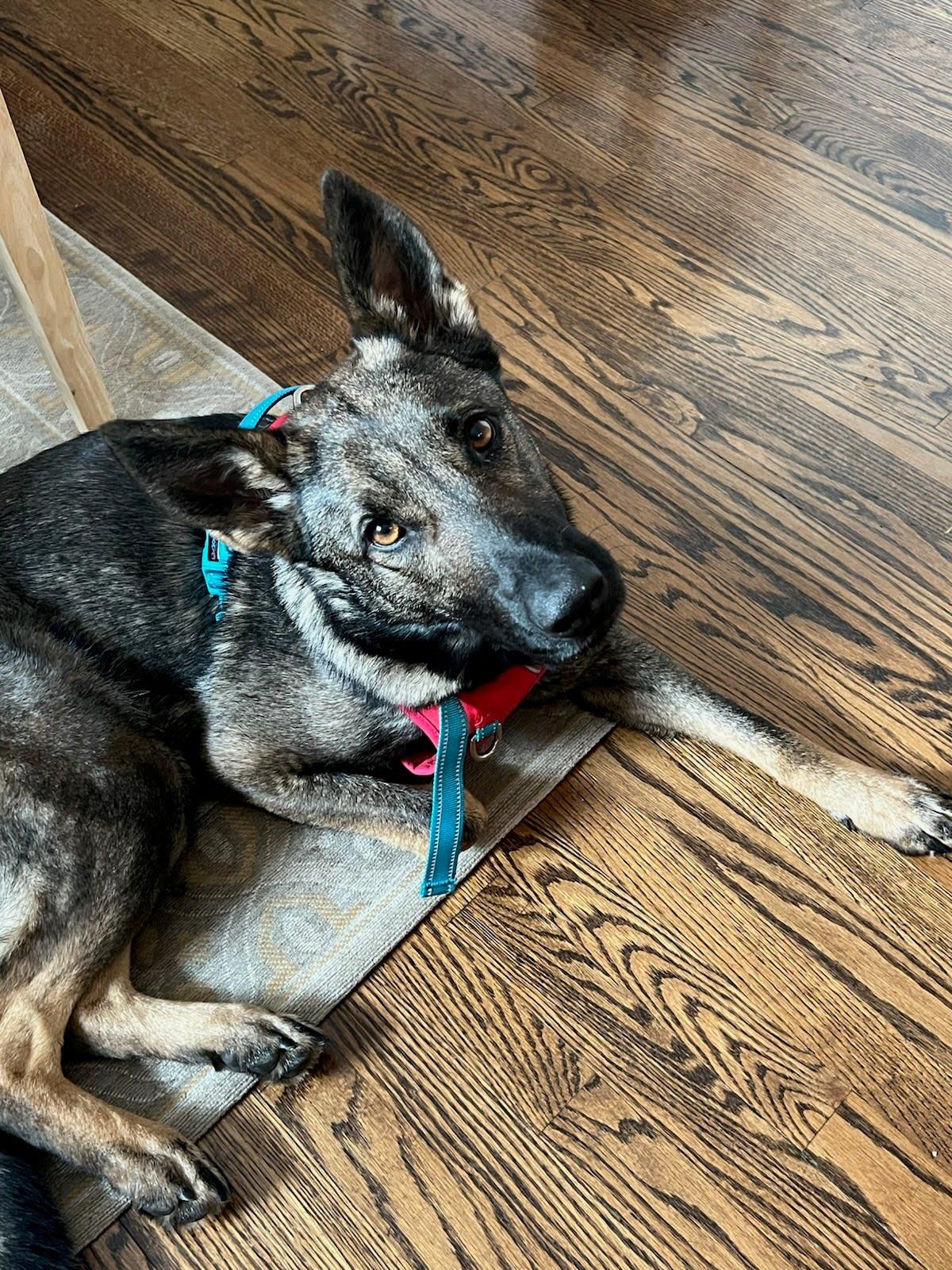 Miranda, an adopted mixed breed in Oswego, IL image 1/4