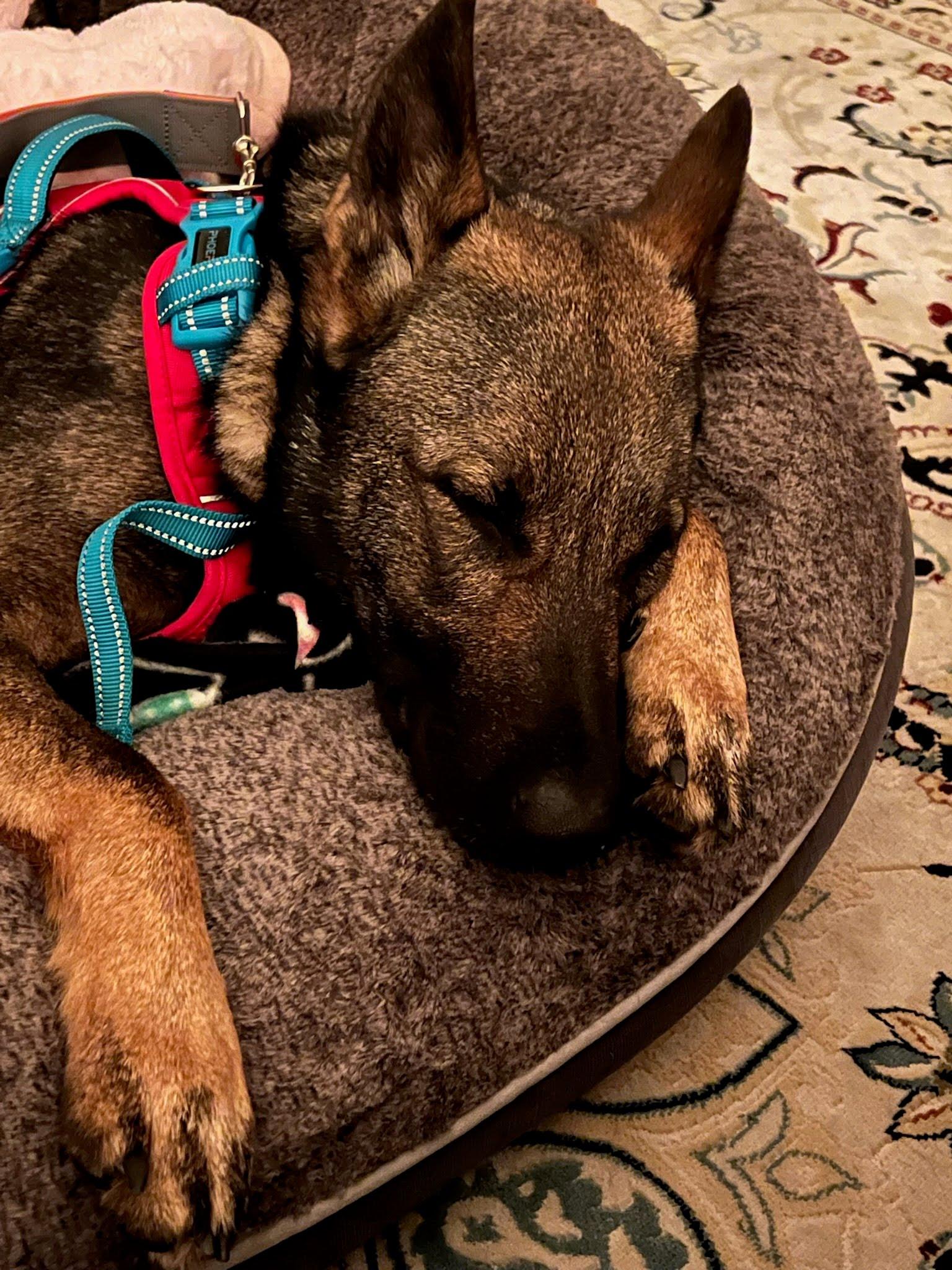 Miranda, an adopted mixed breed in Oswego, IL image 4/4