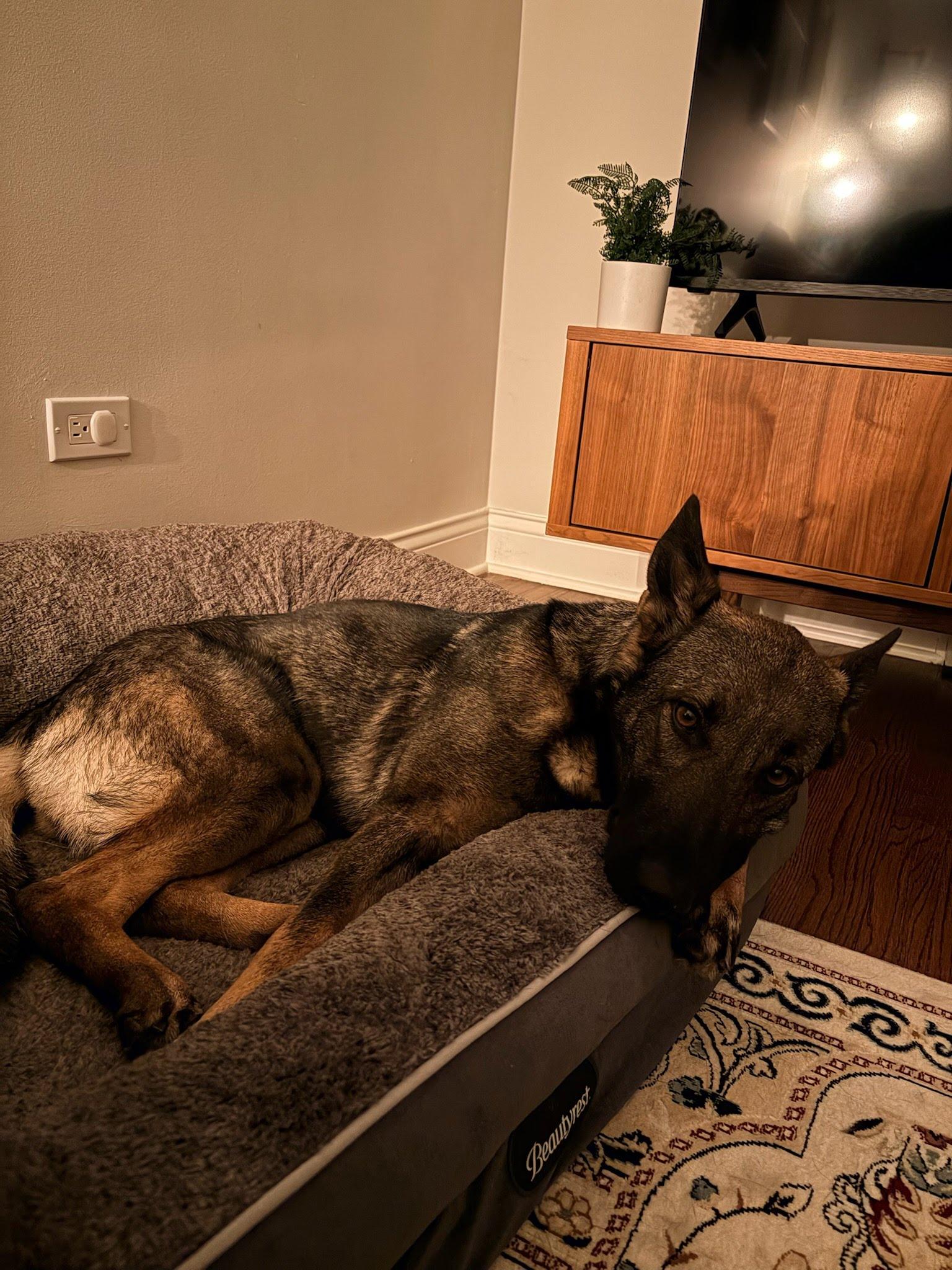 Miranda, an adopted mixed breed in Oswego, IL image 2/4