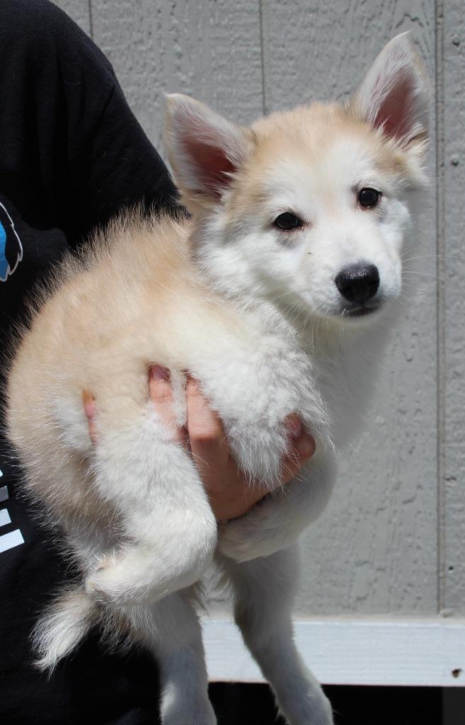 Juniper, Adoptable, Puppy Female Shepherd & Mixed Breed.