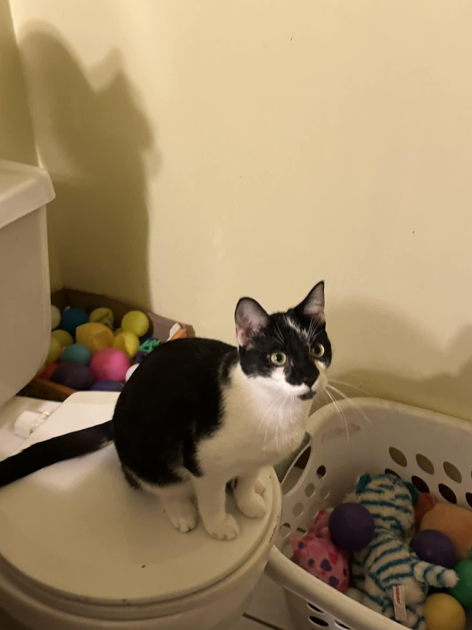 Enlarge Mack, a Adoptable Domestic Short Hair in Crown Point, IN image 2/3