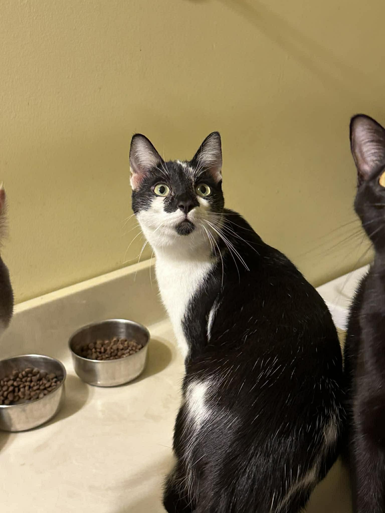 Enlarge Mack, a Adoptable Domestic Short Hair in Crown Point, IN image 3/3