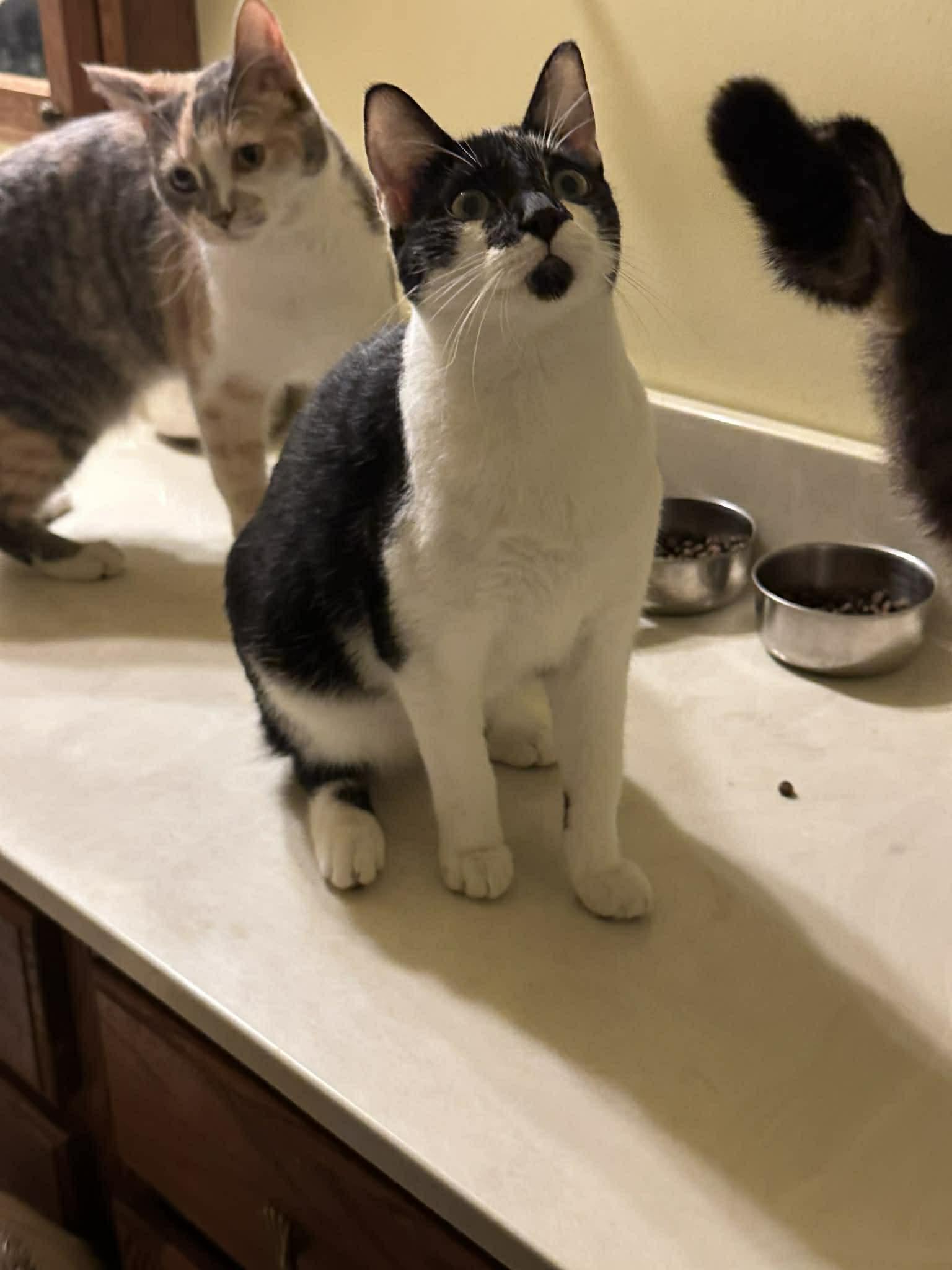 Enlarge Mack, a Adoptable Domestic Short Hair in Crown Point, IN image 1/3