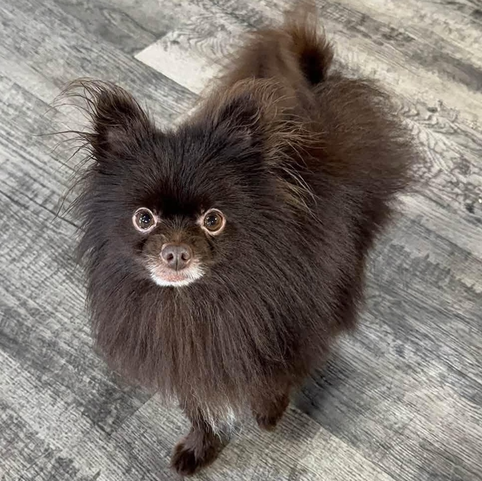 Enlarge Gizzy, a ADOPTABLE Pomeranian in Alma, MI image 1/1