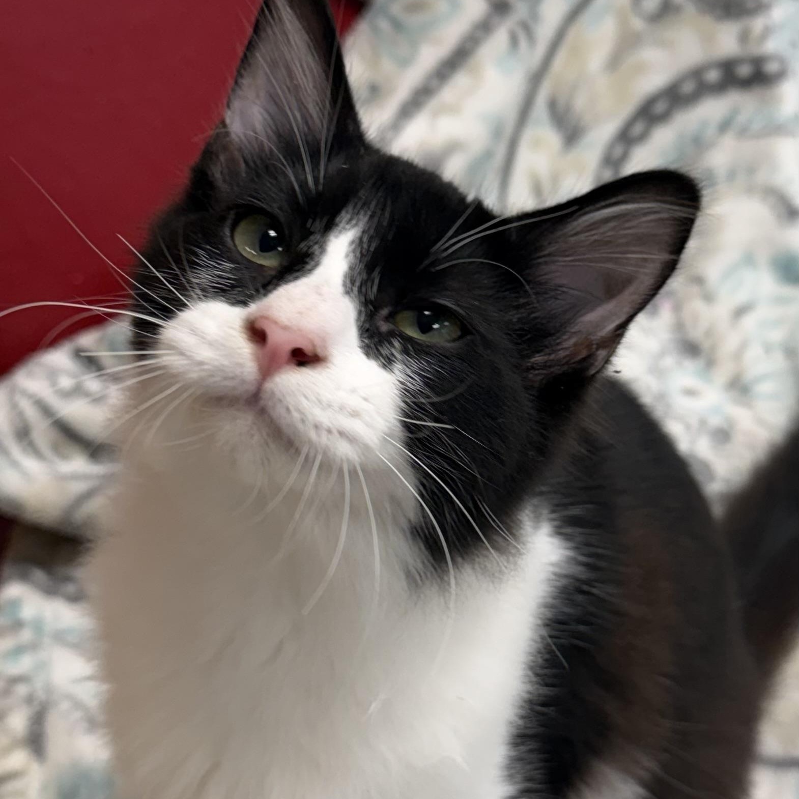 Scotch, an adopted Domestic Long Hair in Fernandina Beach, FL image 4/4