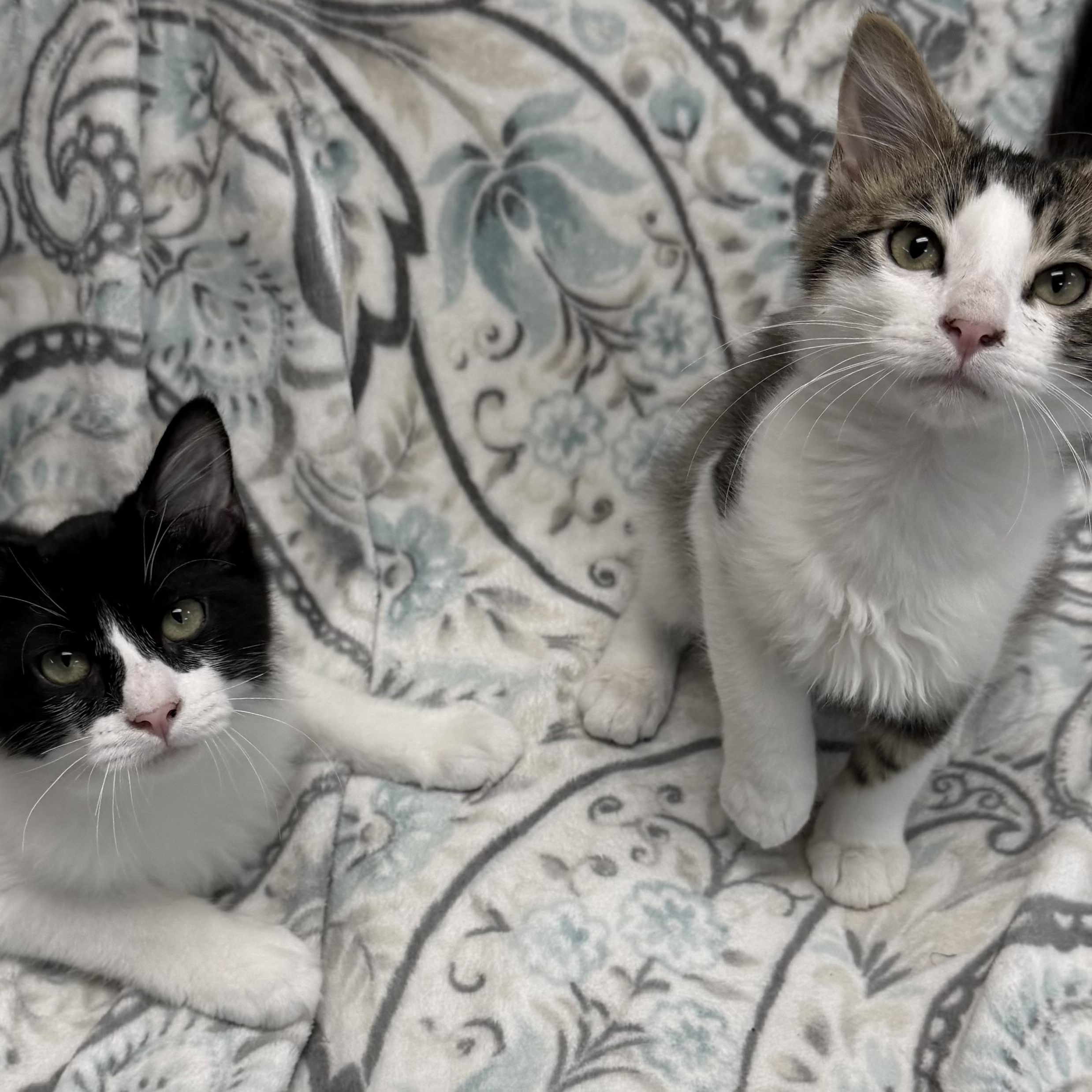 Scotch, an adopted Domestic Long Hair in Fernandina Beach, FL image 3/4