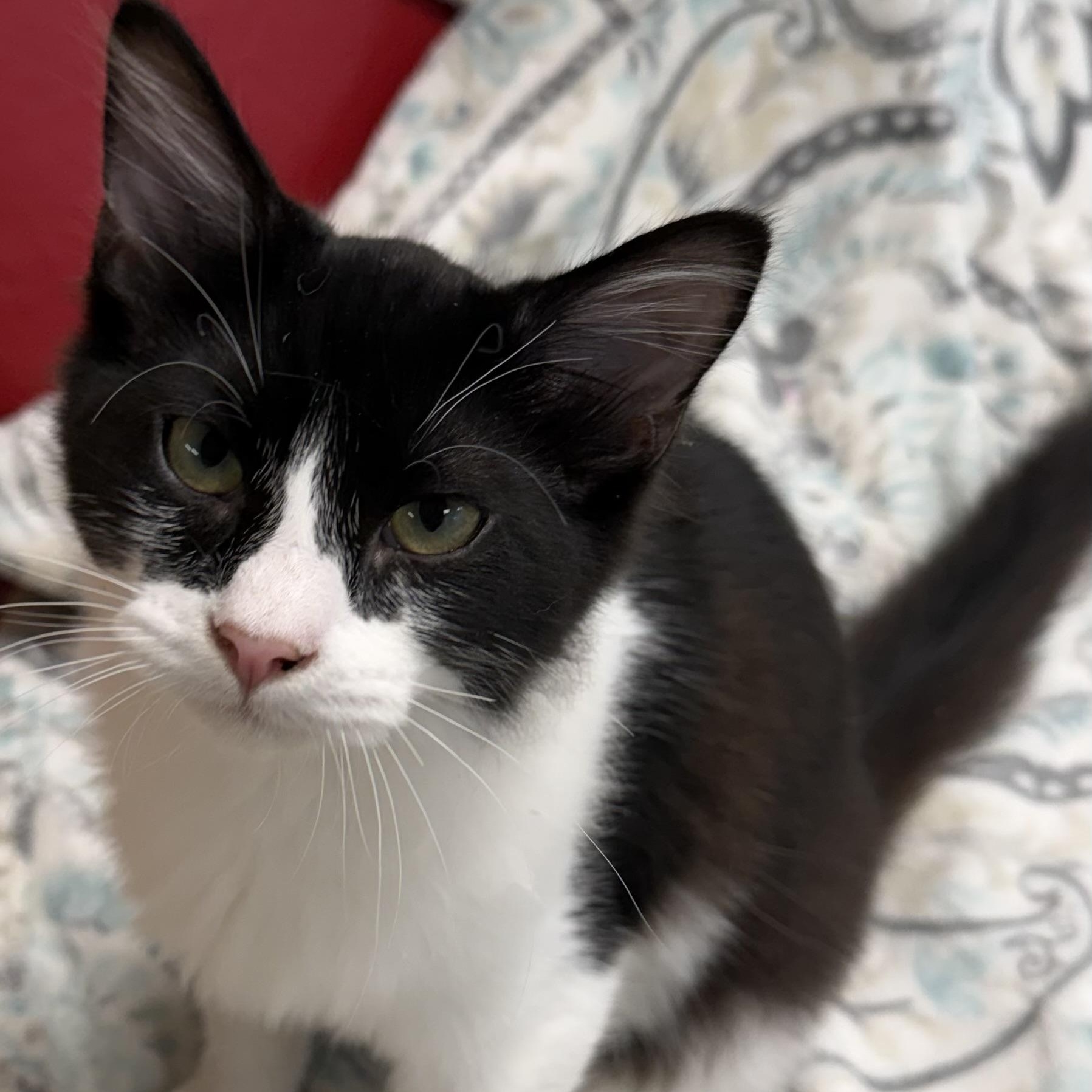 Scotch, an adopted Domestic Long Hair in Fernandina Beach, FL image 2/4