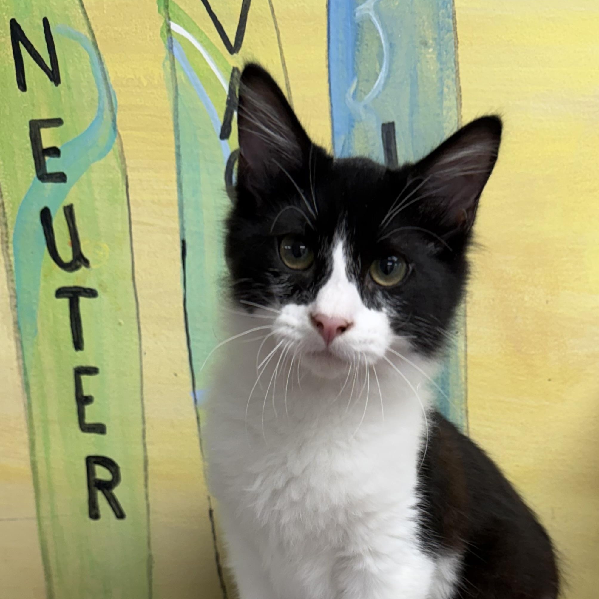 Scotch, adopted, Kitten Male Domestic Long Hair.