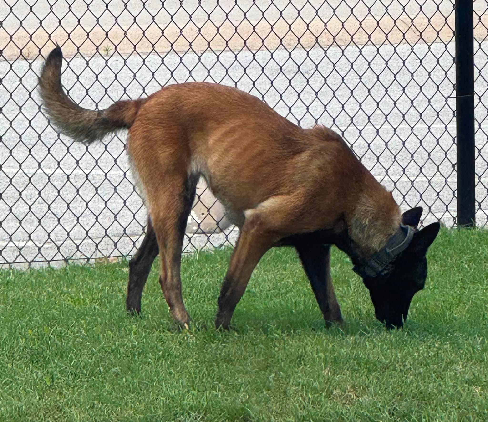 Duchess, Adoptable, Adult Female Belgian Shepherd / Malinois.