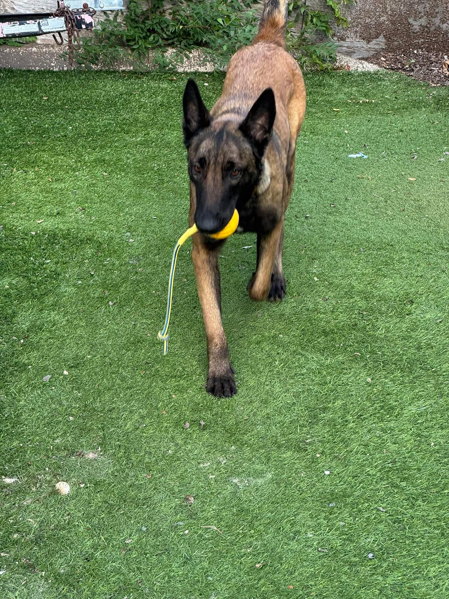 Duchess, a Adoptable Belgian Shepherd / Malinois in Houston , TX image 2/6