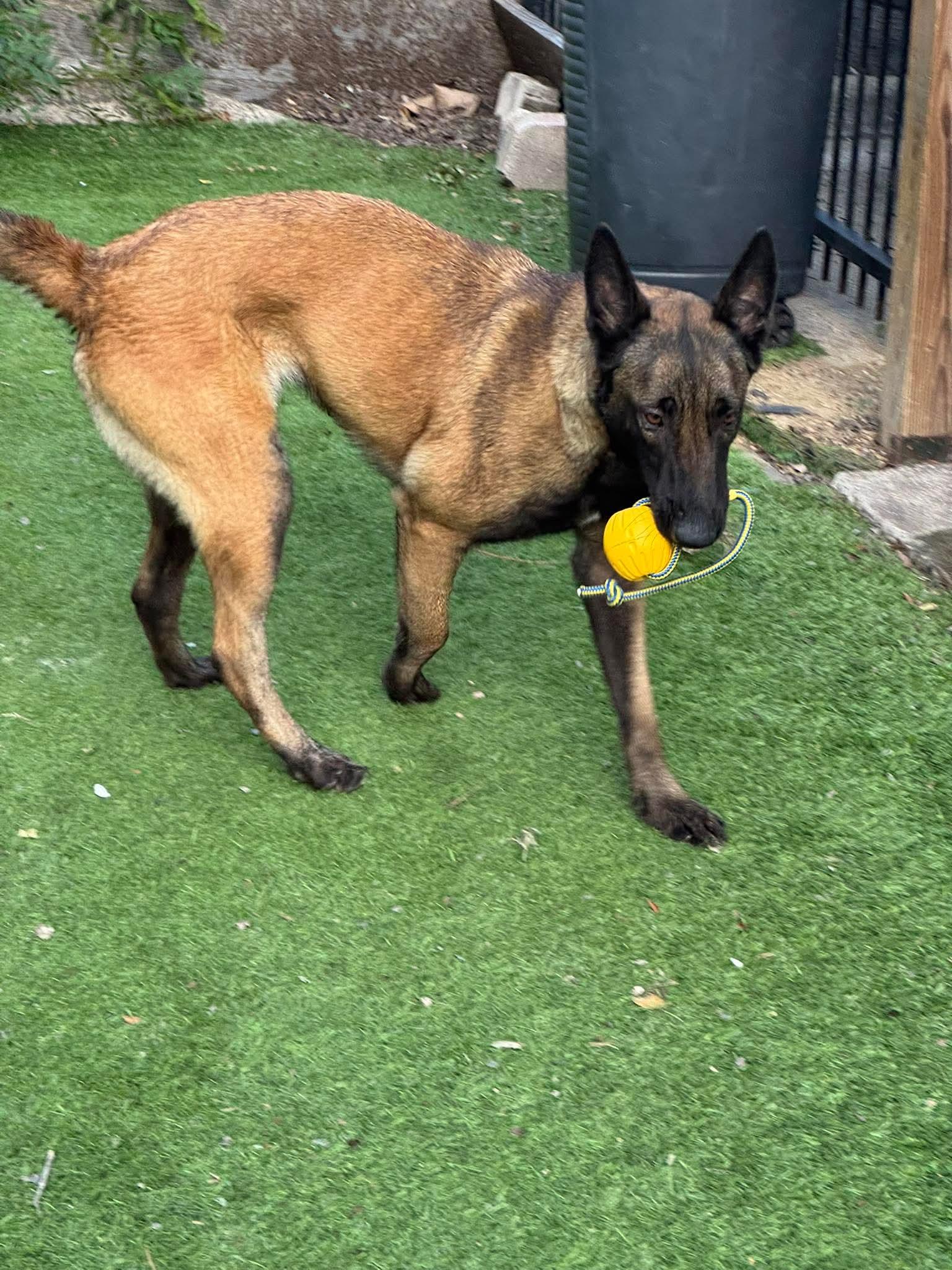 Duchess, a Adoptable Belgian Shepherd / Malinois in Houston , TX image 3/6