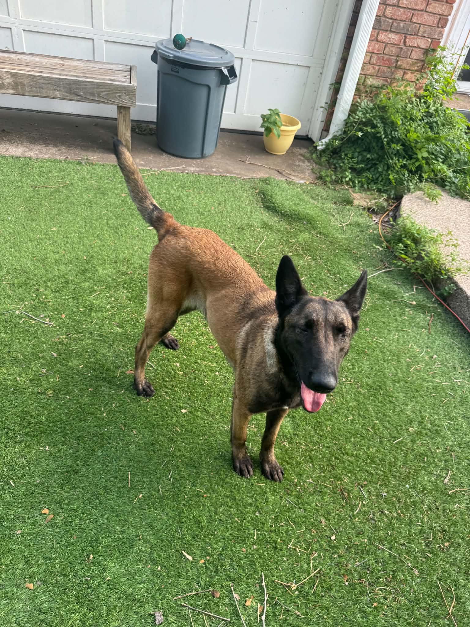 Duchess, a Adoptable Belgian Shepherd / Malinois in Houston , TX image 4/6