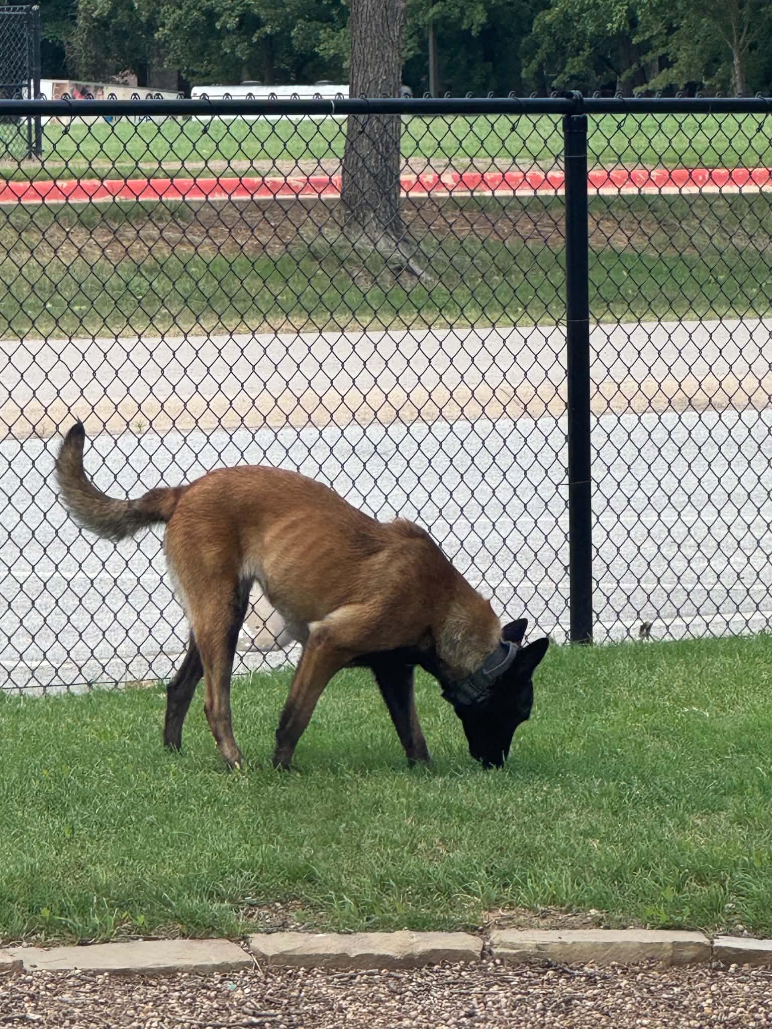 Duchess, a Adoptable Belgian Shepherd / Malinois in Houston , TX image 5/6