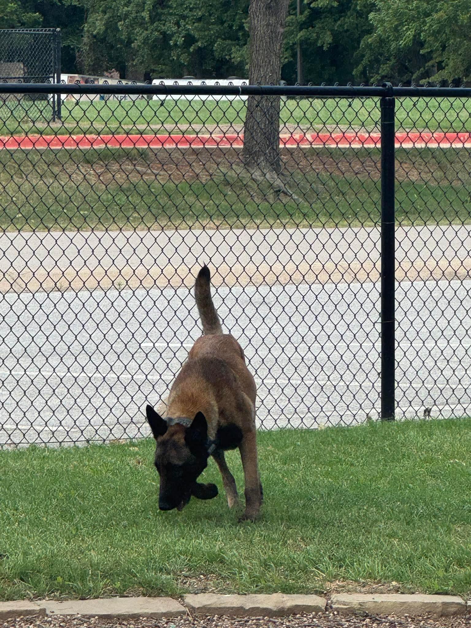 Duchess, a Adoptable Belgian Shepherd / Malinois in Houston , TX image 6/6