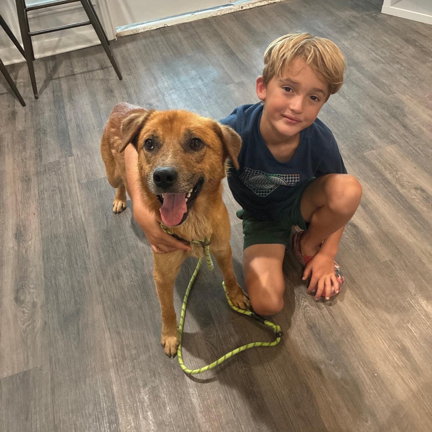 Loving Kind Morgan, mini retriever mix, Good w/kids, Cuddles, & Loyal, Great size 45 lbs., Adoptable, Young Male Retriever & Golden Retriever.