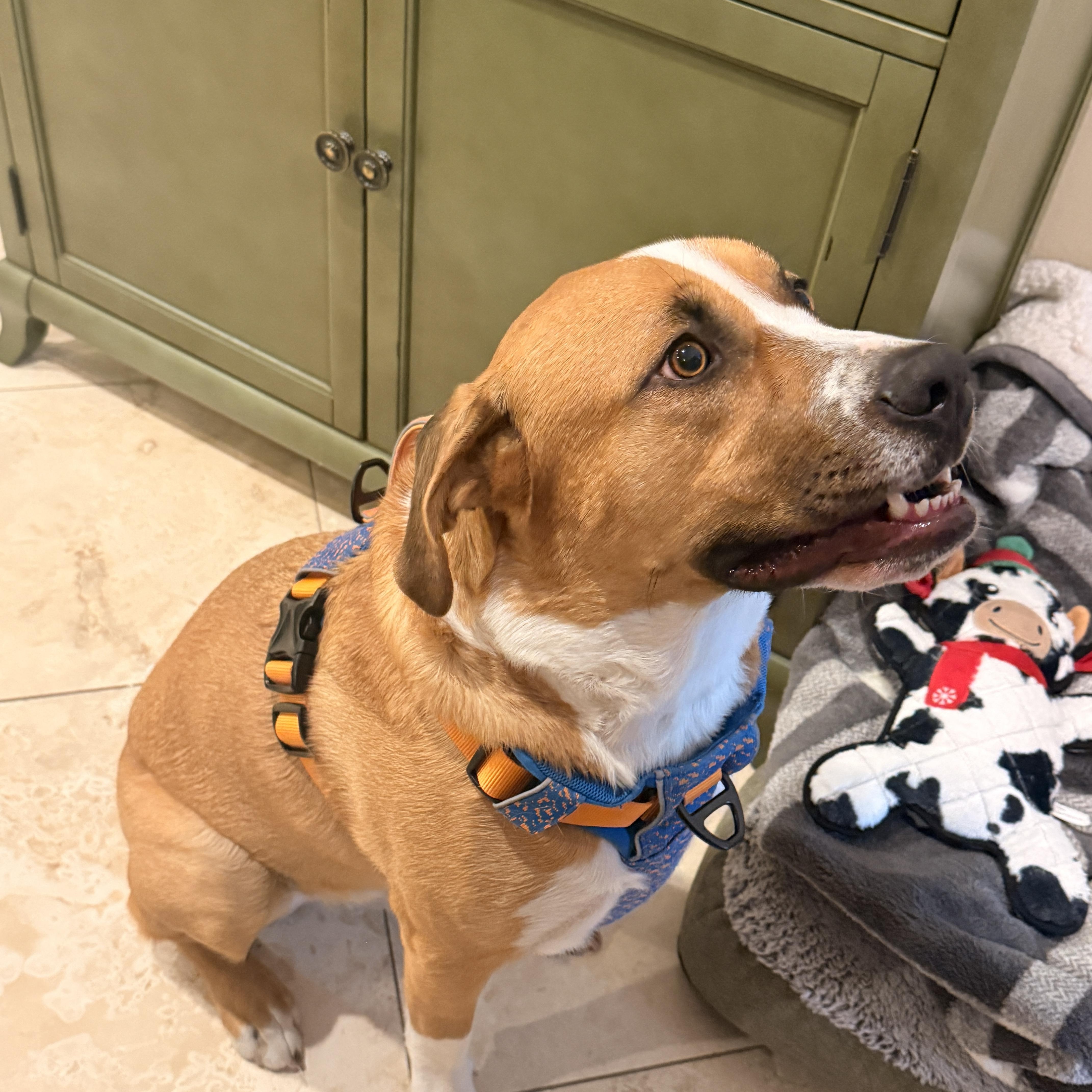 Enlarge Charlie, a Adoptable Mixed Breed in Billings , MT image 6/6