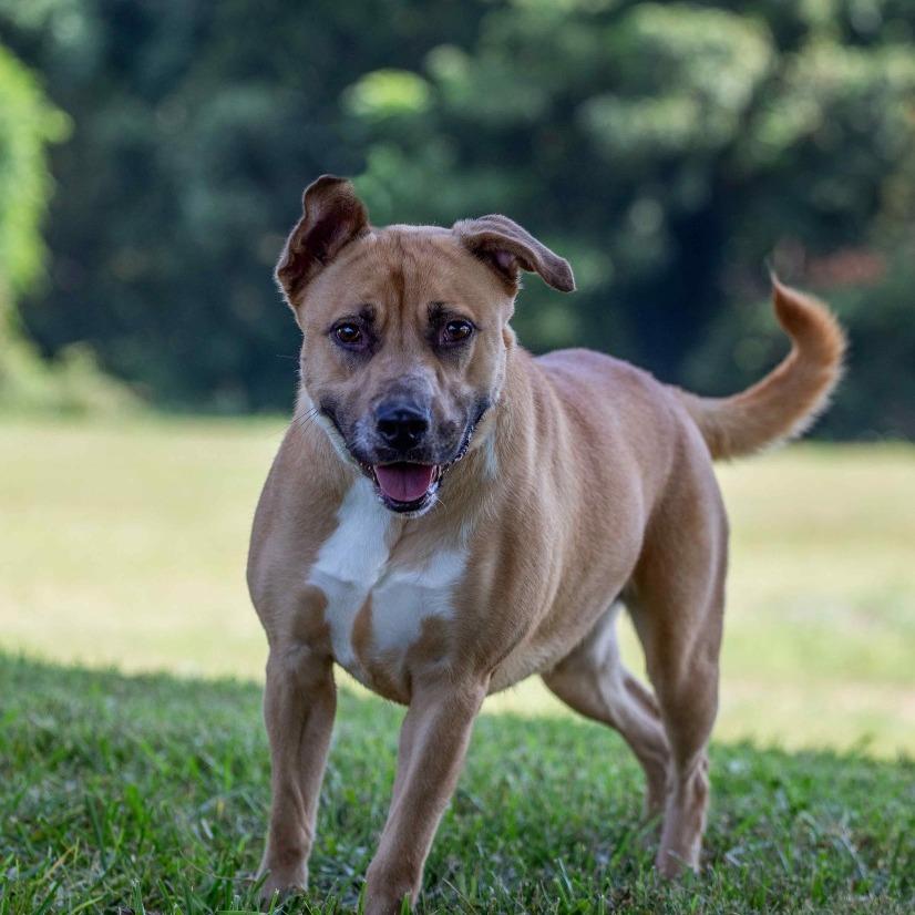 Enlarge Victoria, a Adoptable mixed breed image 2/3