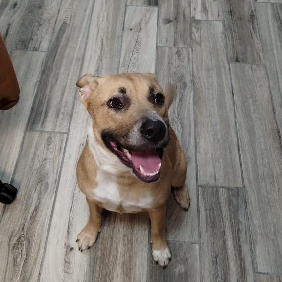 Enlarge Victoria, a Adoptable mixed breed image 3/3