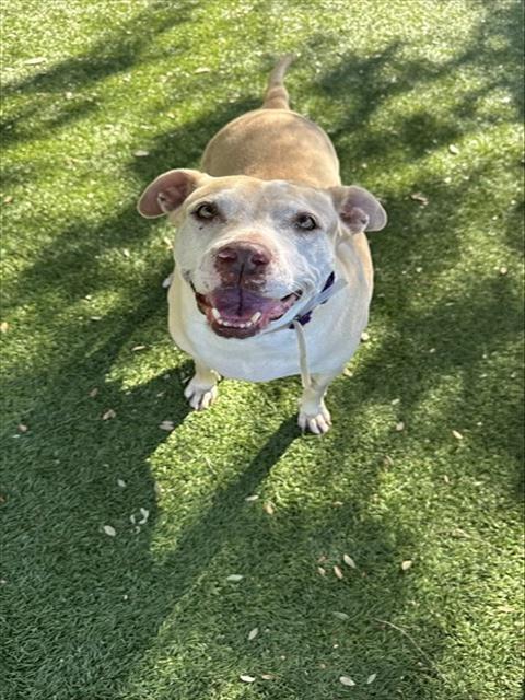 ROXY, Adoptable, Adult Female Pit Bull Terrier.