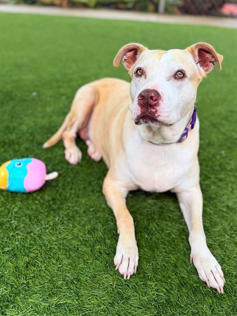ROXY, Adoptable, Adult Female Pit Bull Terrier.
