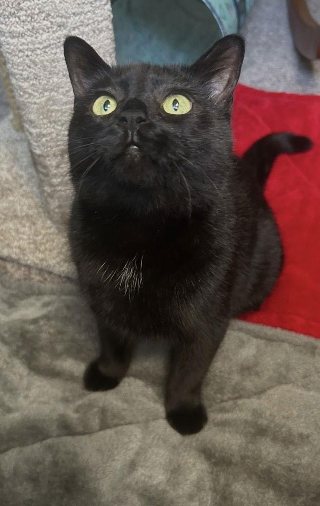 Enlarge Riley, a Adoptable Domestic Short Hair in Tacoma, WA image 2/3