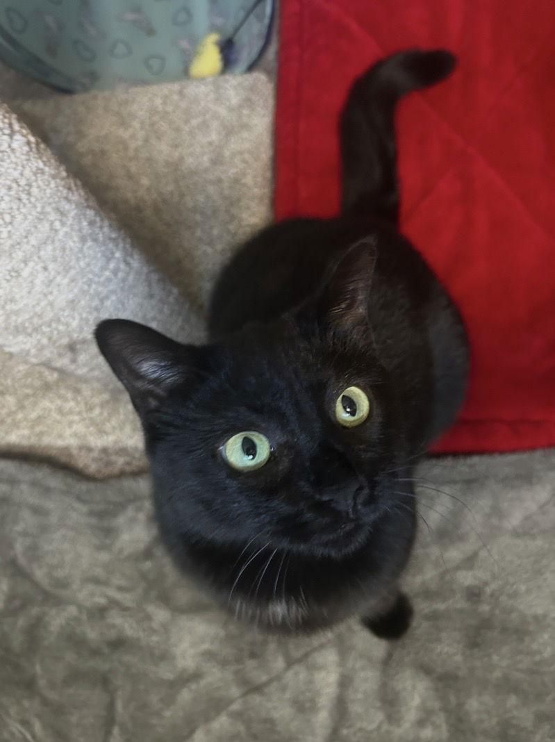 Enlarge Riley, a Adoptable Domestic Short Hair in Tacoma, WA image 3/3