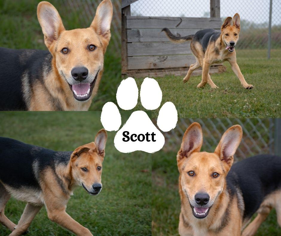 Enlarge Scott, a Adoptable mixed breed in Albany, NY image 3/3