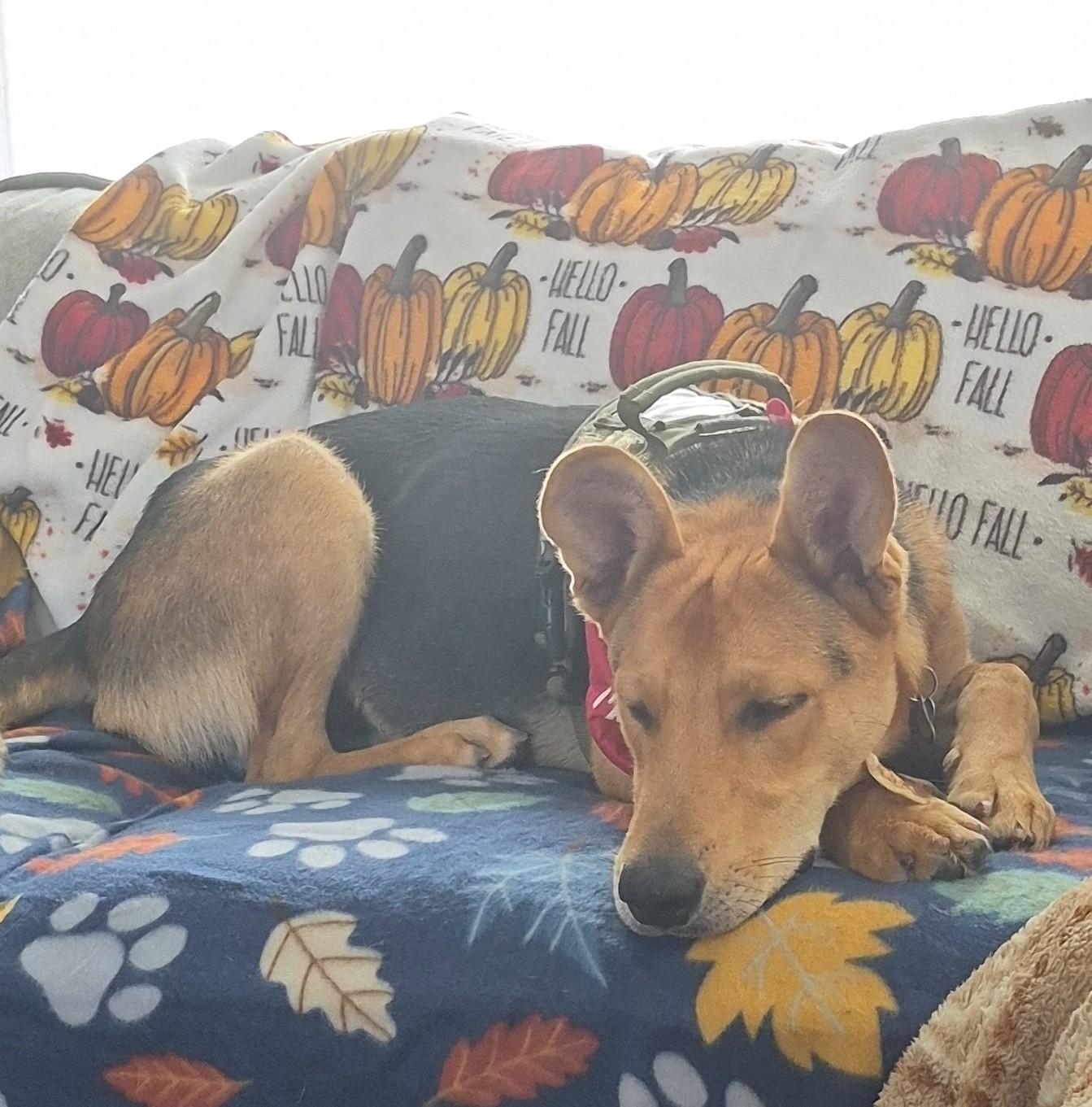 Scott, Adoptable, Puppy Male Shepherd.