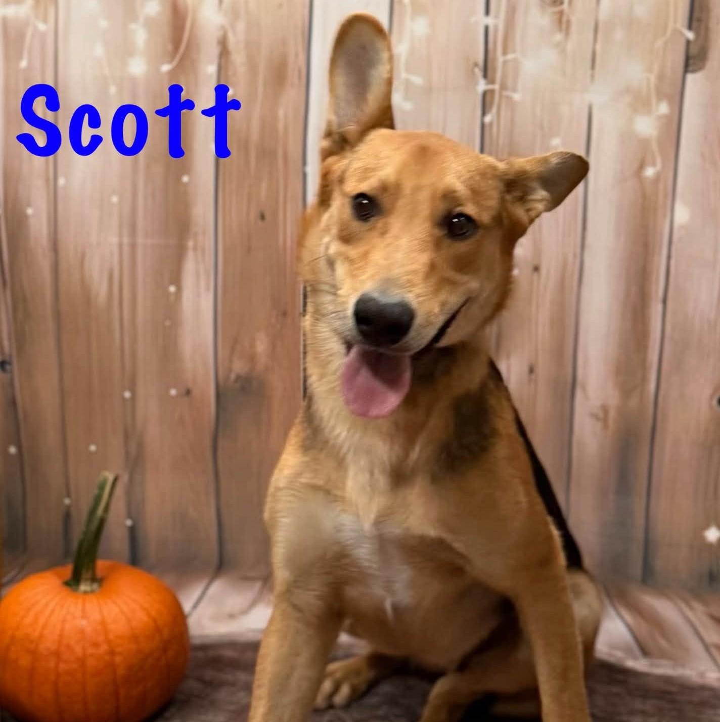 Enlarge Scott, a Adoptable mixed breed in Albany, NY image 1/3