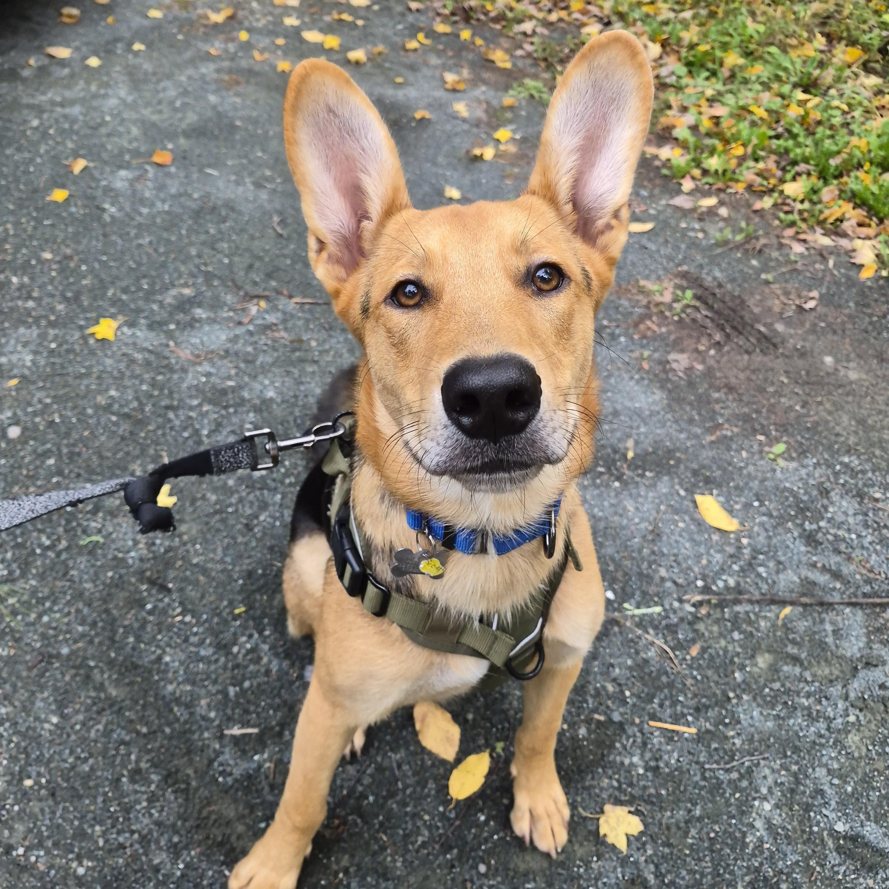 Scott, Adoptable, Puppy Male Shepherd.