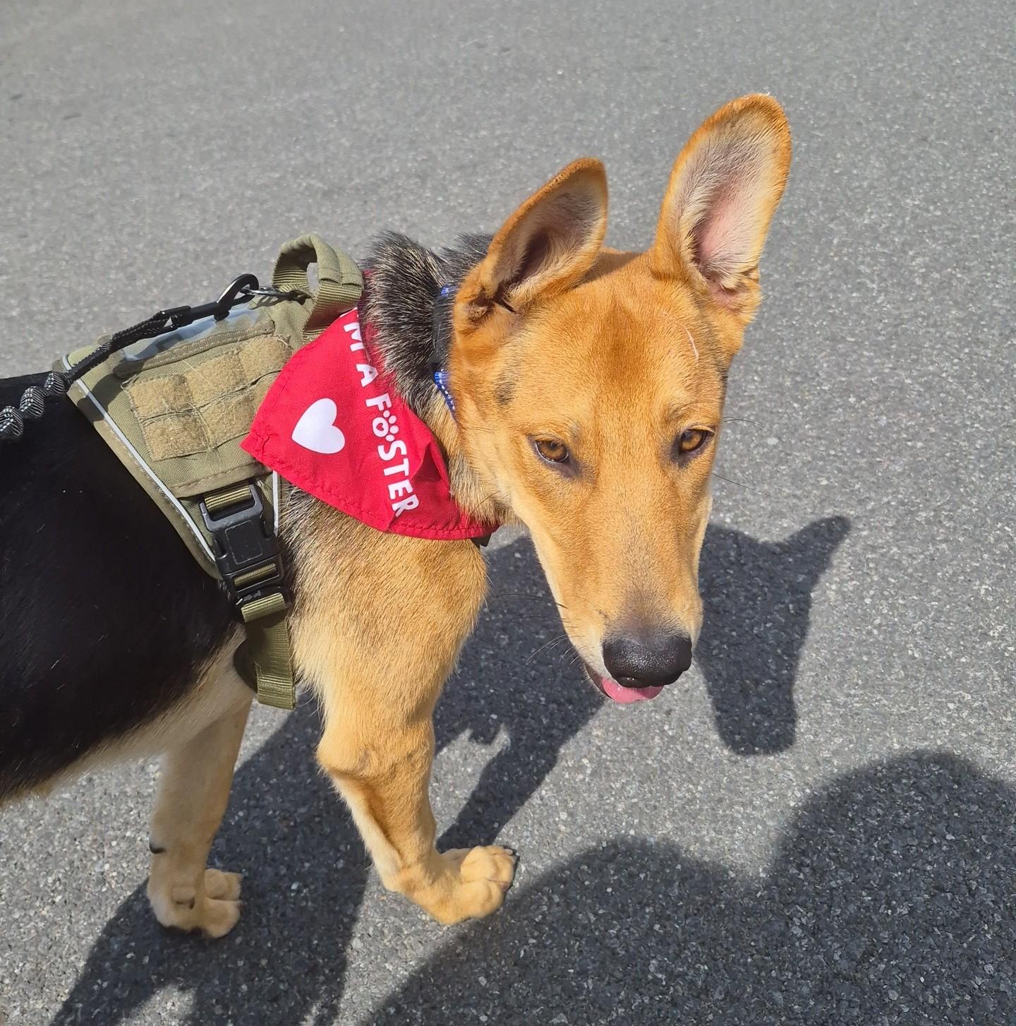 Enlarge Scott, a Adoptable mixed breed in Albany, NY image 4/6