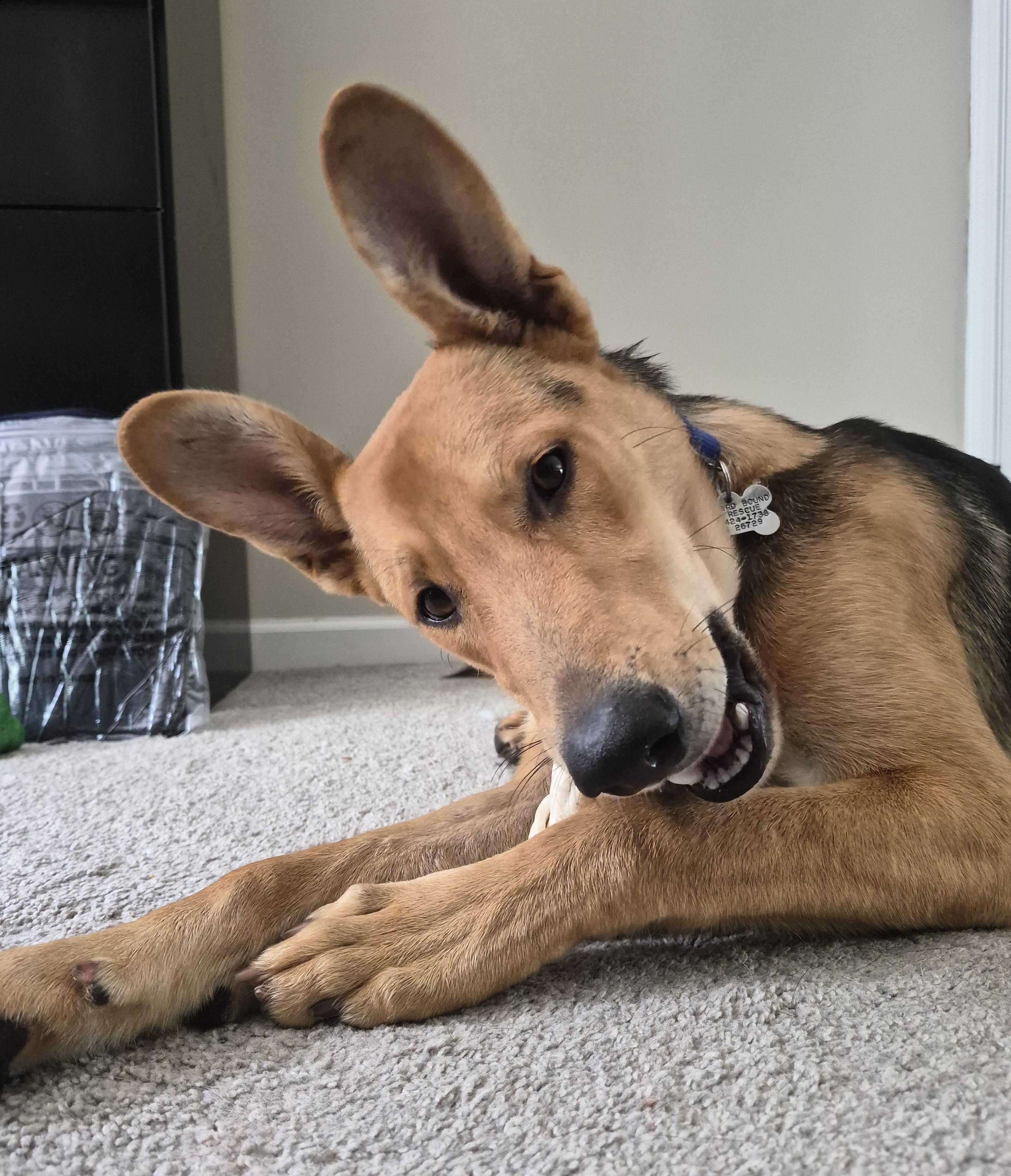 Enlarge Scott, a Adoptable mixed breed in Albany, NY image 3/6