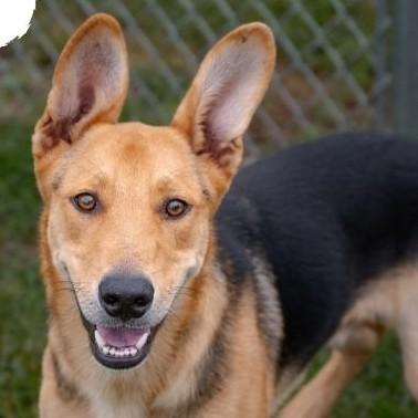 Enlarge Scott, a Adoptable mixed breed in Albany, NY image 2/3
