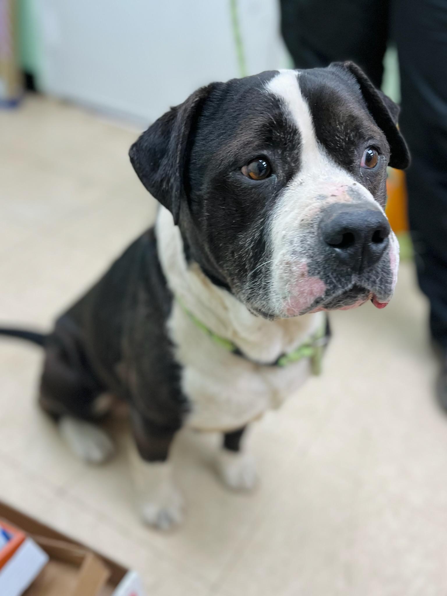 Timber, ADOPTABLE, Adult Male Pit Bull Terrier.