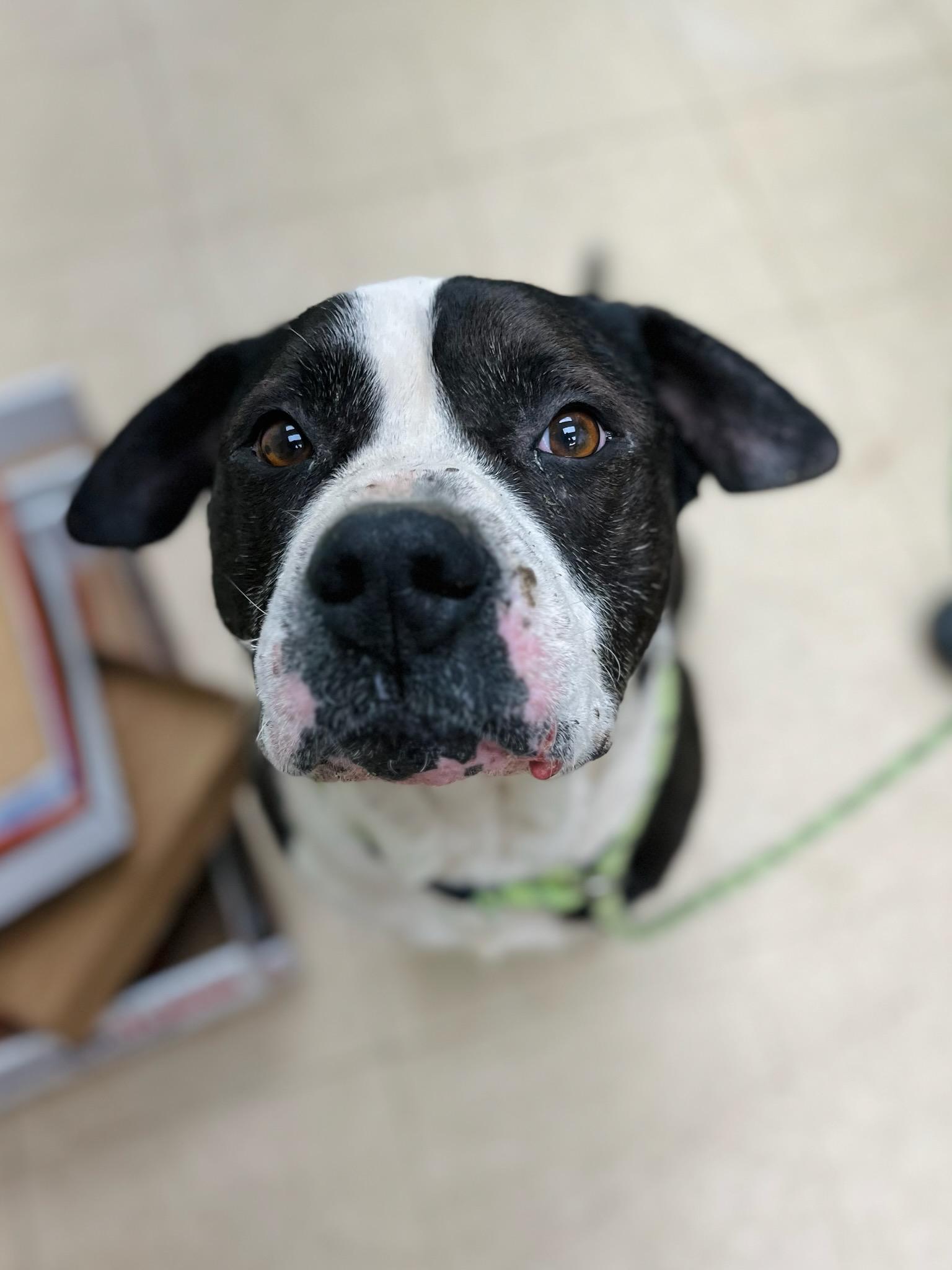 Enlarge Timber, a ADOPTABLE mixed breed in Martinsville, VA image 2/2