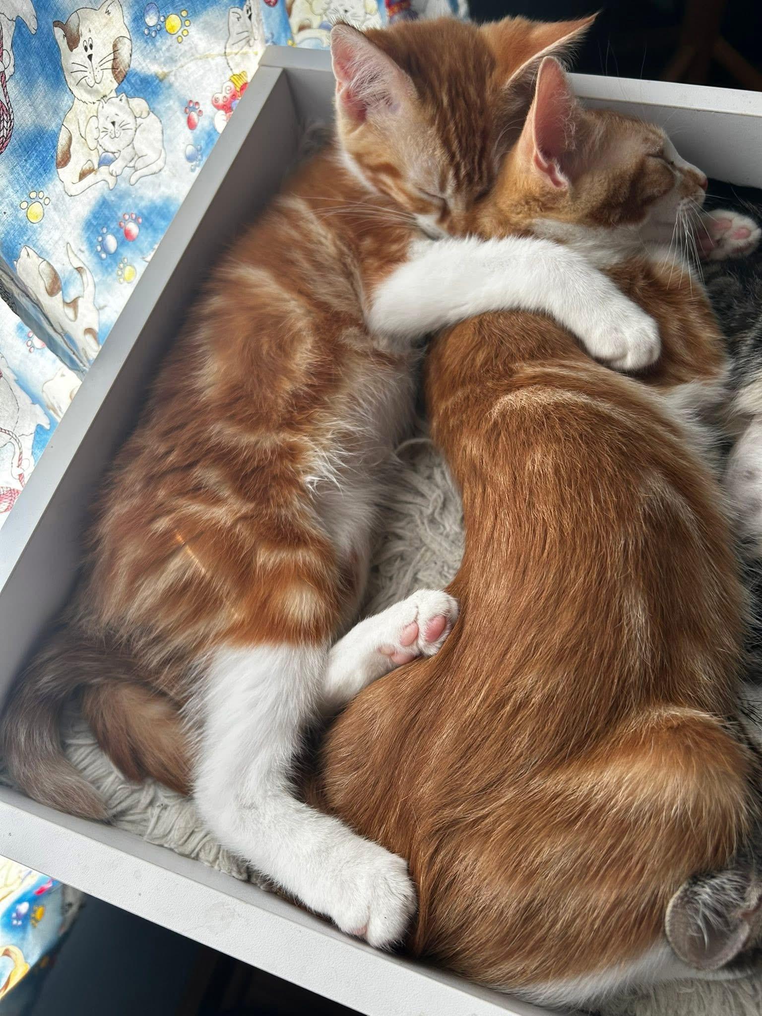 Brody & Bentley, Baby Male unknown