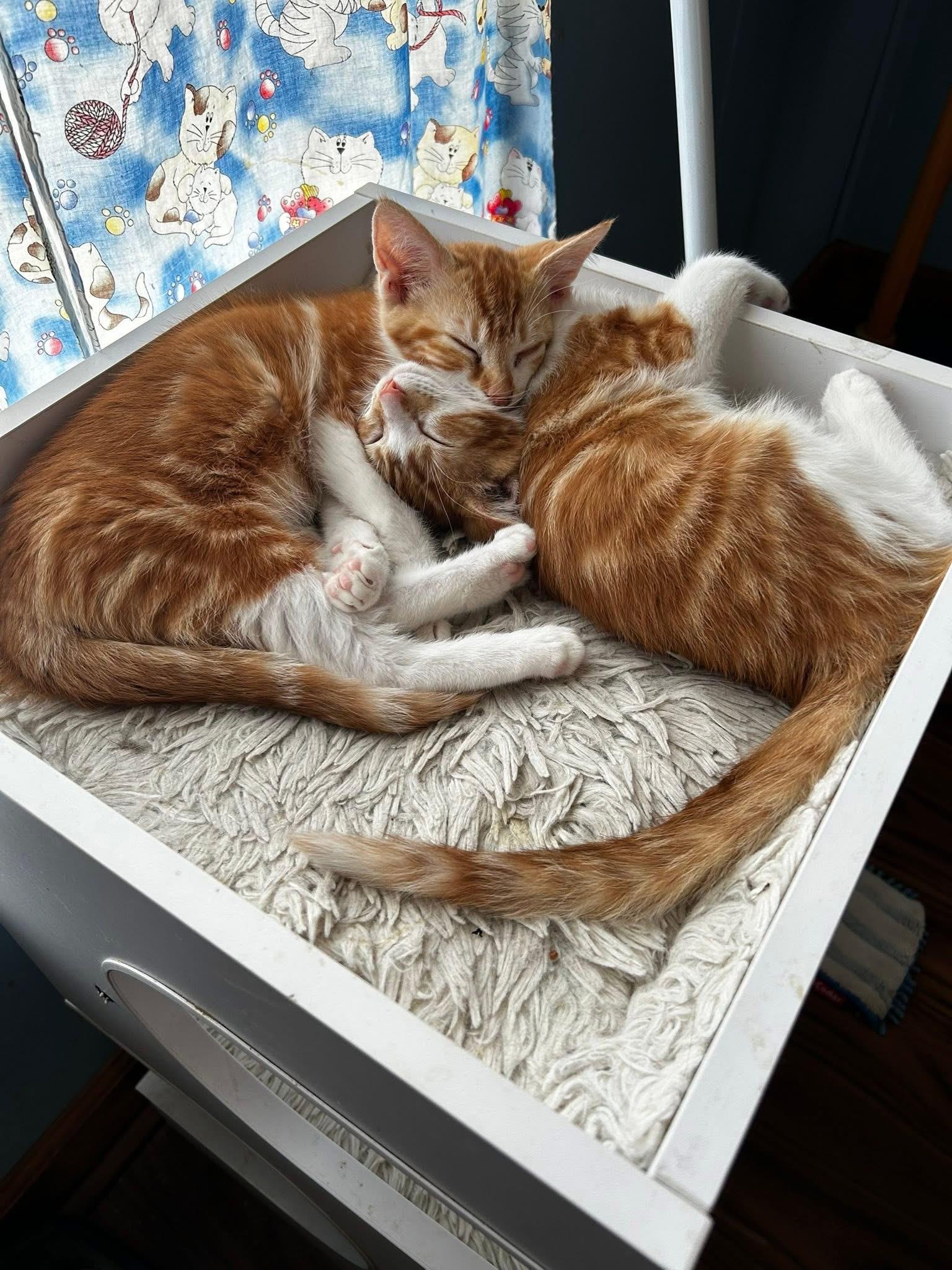 Brody & Bentley photo 3