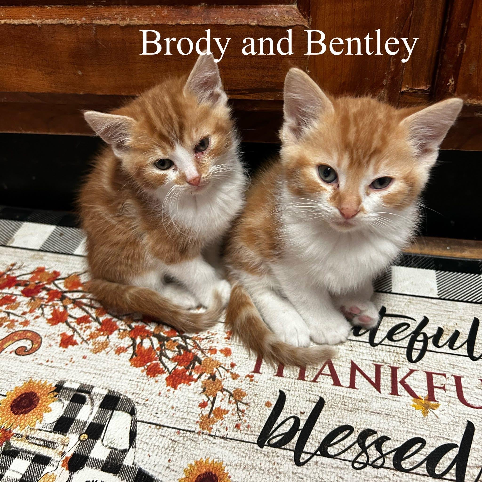 Brody & Bentley photo 5