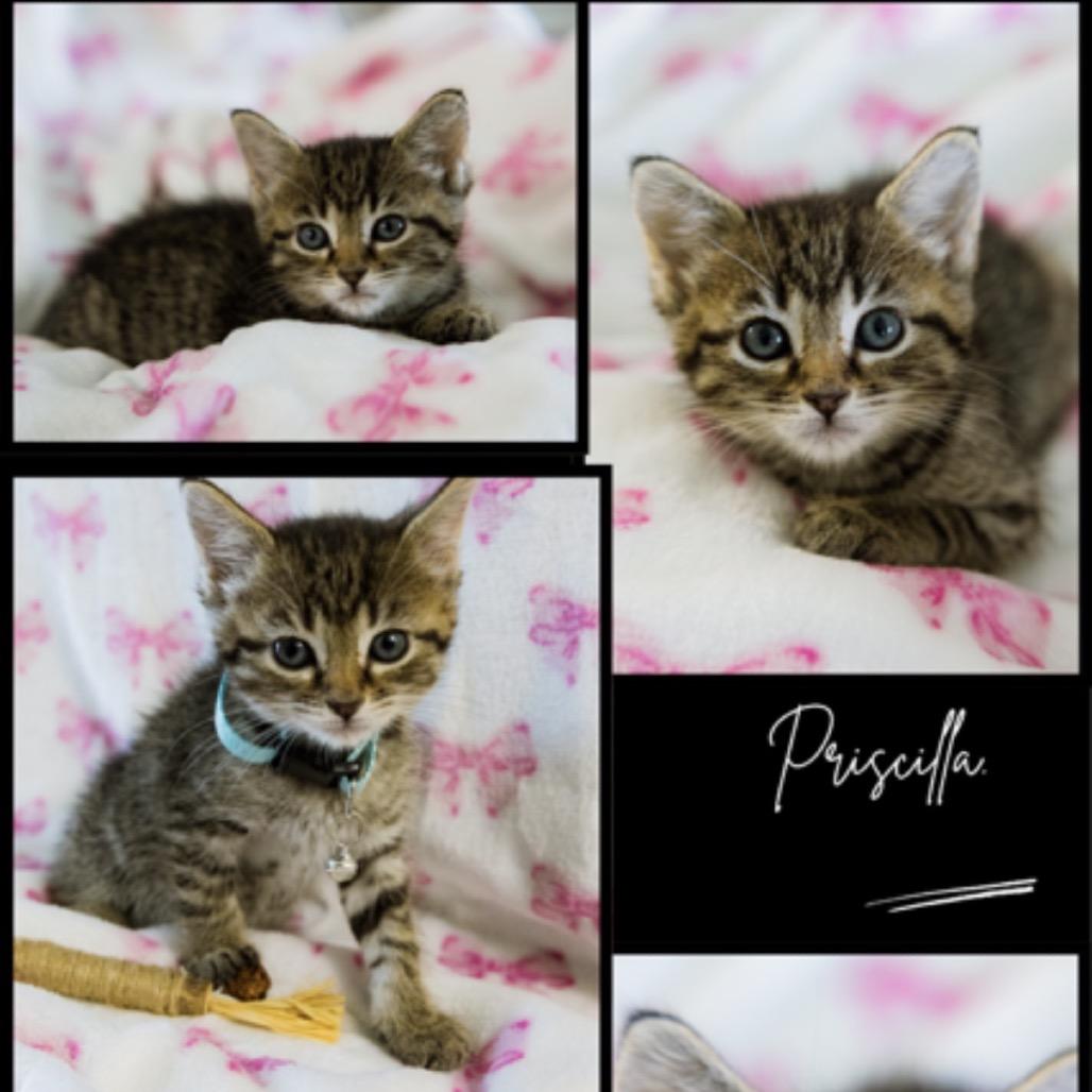 Enlarge Priscilla, a Adoptable mixed breed in Collinsville , OK image 2/3