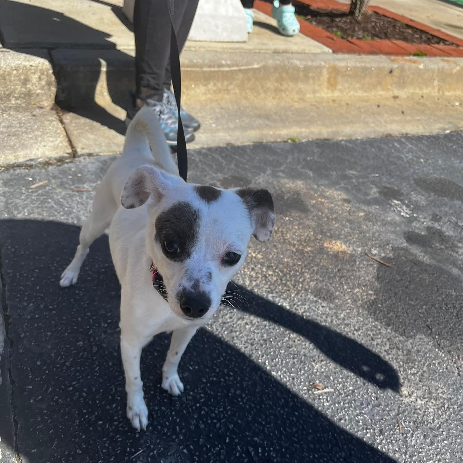 Enlarge Oakley - A little girl who is TOO CUTE!!!, a ADOPTABLE mixed breed in Buford, GA image 6/6